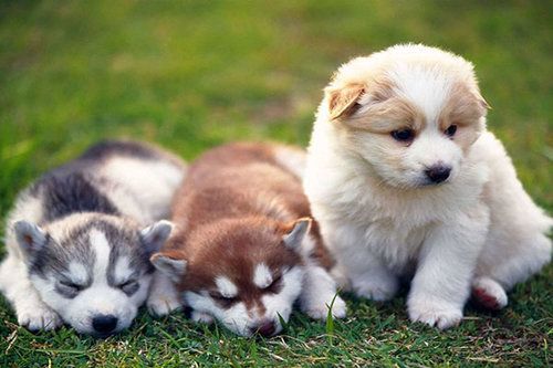malamute puppies
