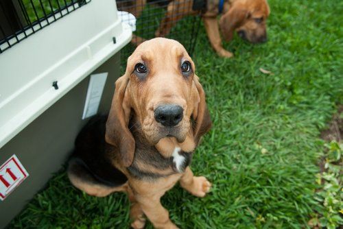 bloodhound mix puppy