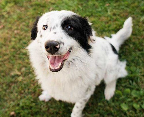 average cost of a border collie