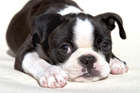 are boston terriers expensive? 2