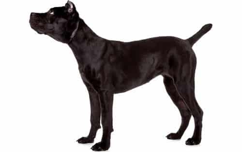 Cane Corso Dog Breed Overview