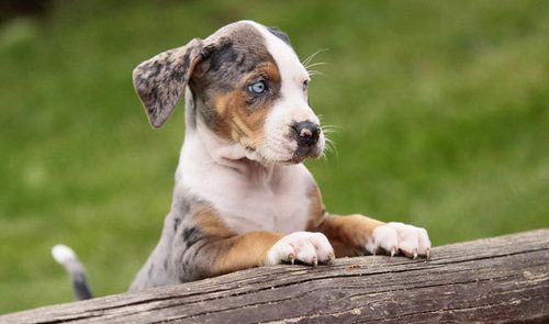 Catahoula Leopard Dogs Breed Facts Health And More [ 295 x 500 Pixel ]