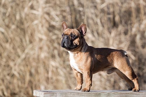 Dogs with Dwarfism | Bone Deformity and Dwarfism in Dogs