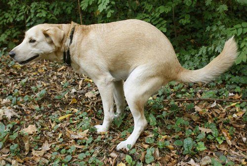 what-are-the-symptoms-of-inflammatory-bowel-disease-ibd-in-dogs