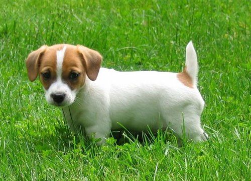 Jack Russell Terrier Pet Insurance Compare Plans Prices