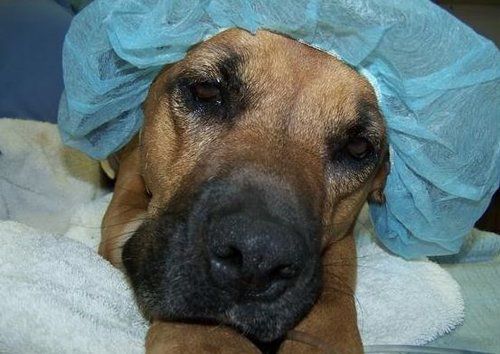 sensitivity to anesthesia in dogs