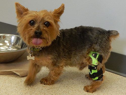 knee brace for dogs with acl tear