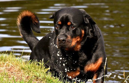 Rottweiler Dogs | Health Snapshot and Insurance Options