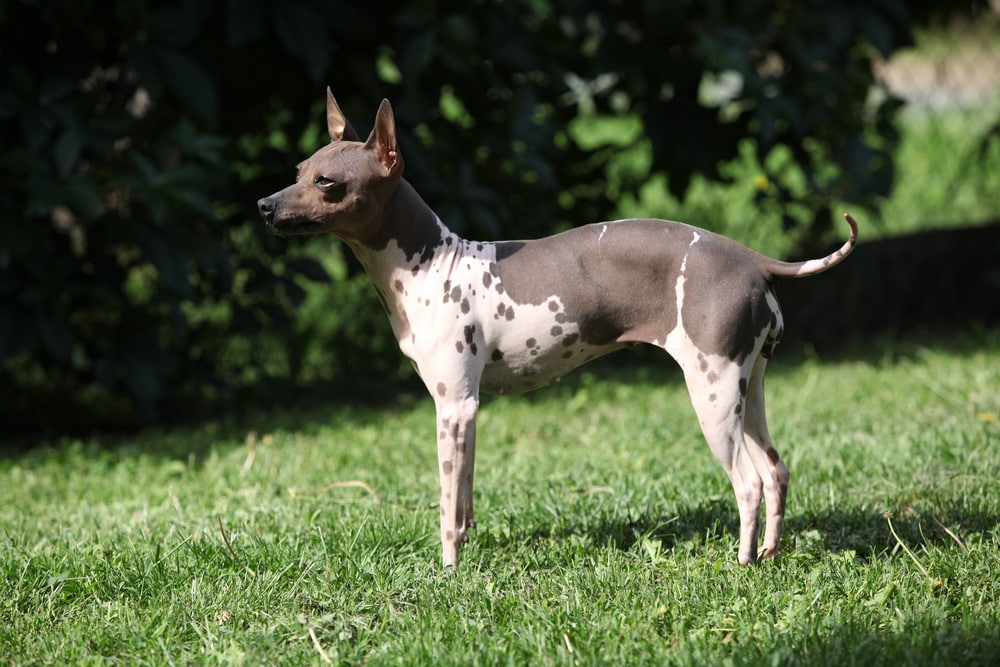 American Hairless Terrier 10 Things You Need To Know