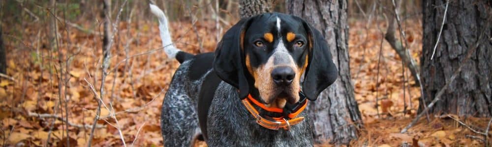 what health problems do bluetick coonhound have