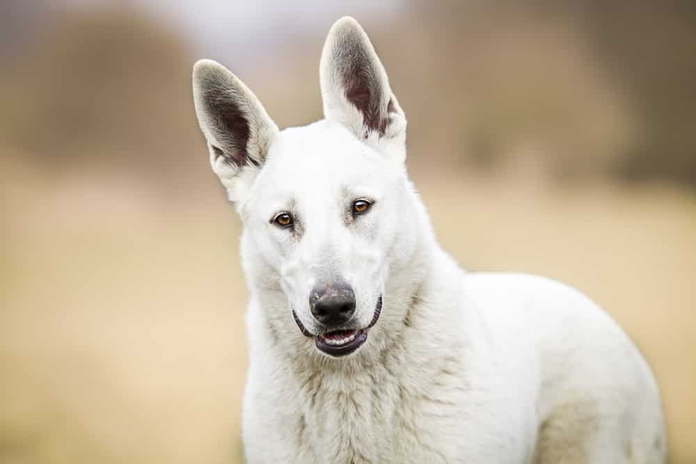 American White Shepherd Breed Overview and Information