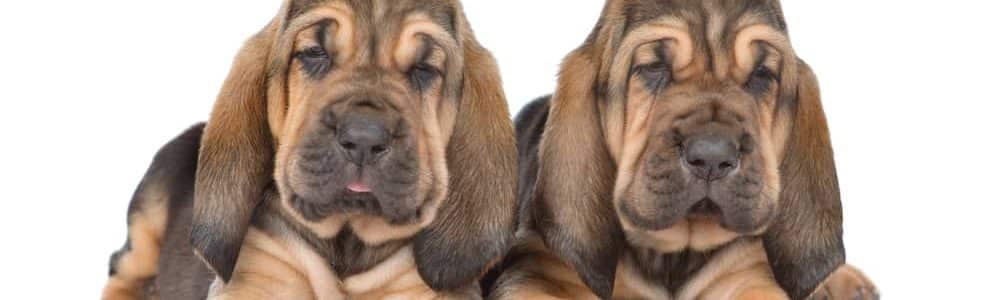 are bloodhounds sensitive