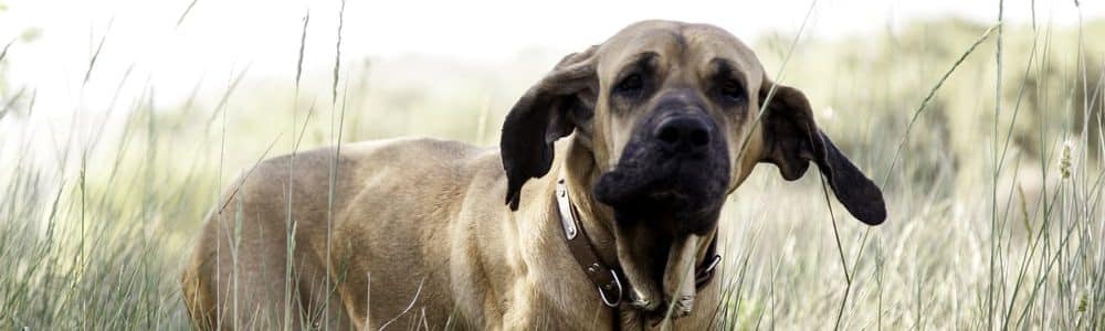 The dogs paw - The Fila Brasileiro, or Brazilian Mastiff, is a