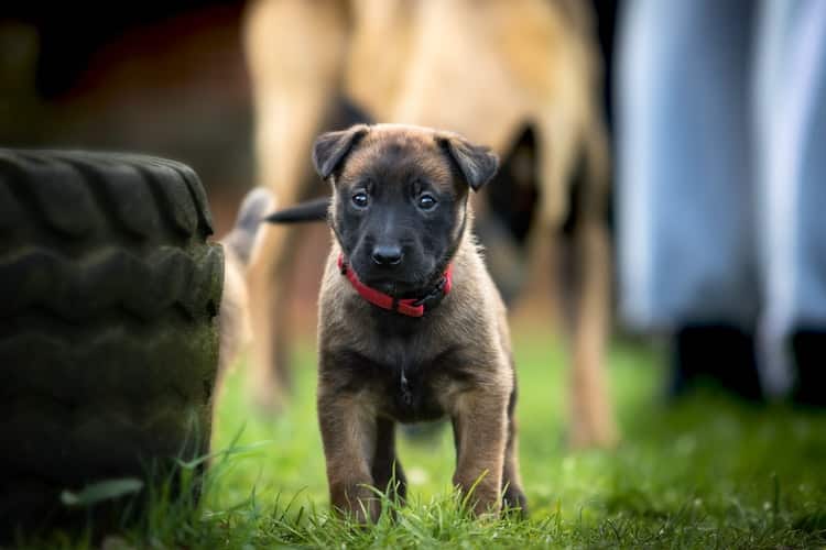 Belgian Malinois Dogs  Learn More About This Majestic Breed