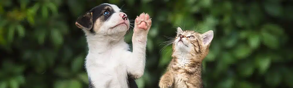 A puppy and kitten are looking up and lifting their paws.