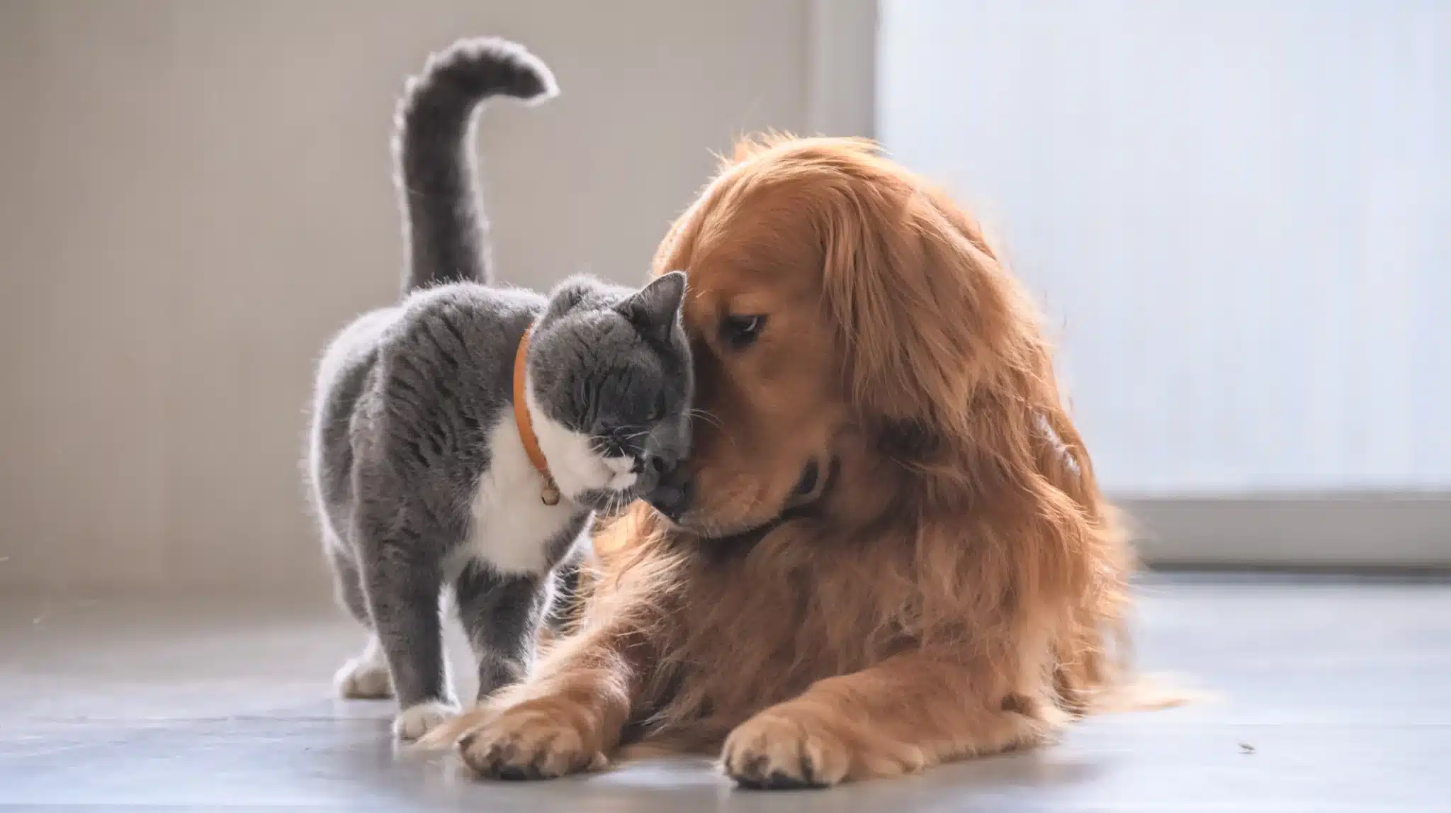 A golden retriever and a gray cat nuzzling noses. Get a free pet insurance quote today!