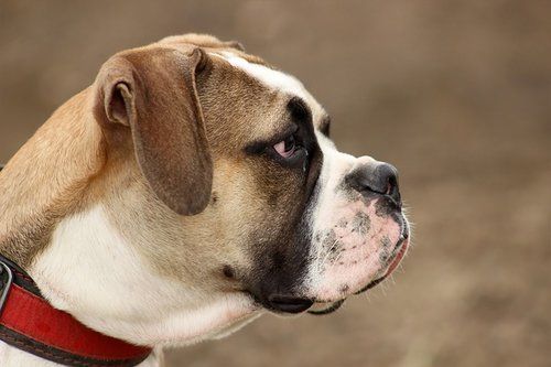 Bulldog Pet Insurance - Free Quotes | PetInsuranceQuotes.com